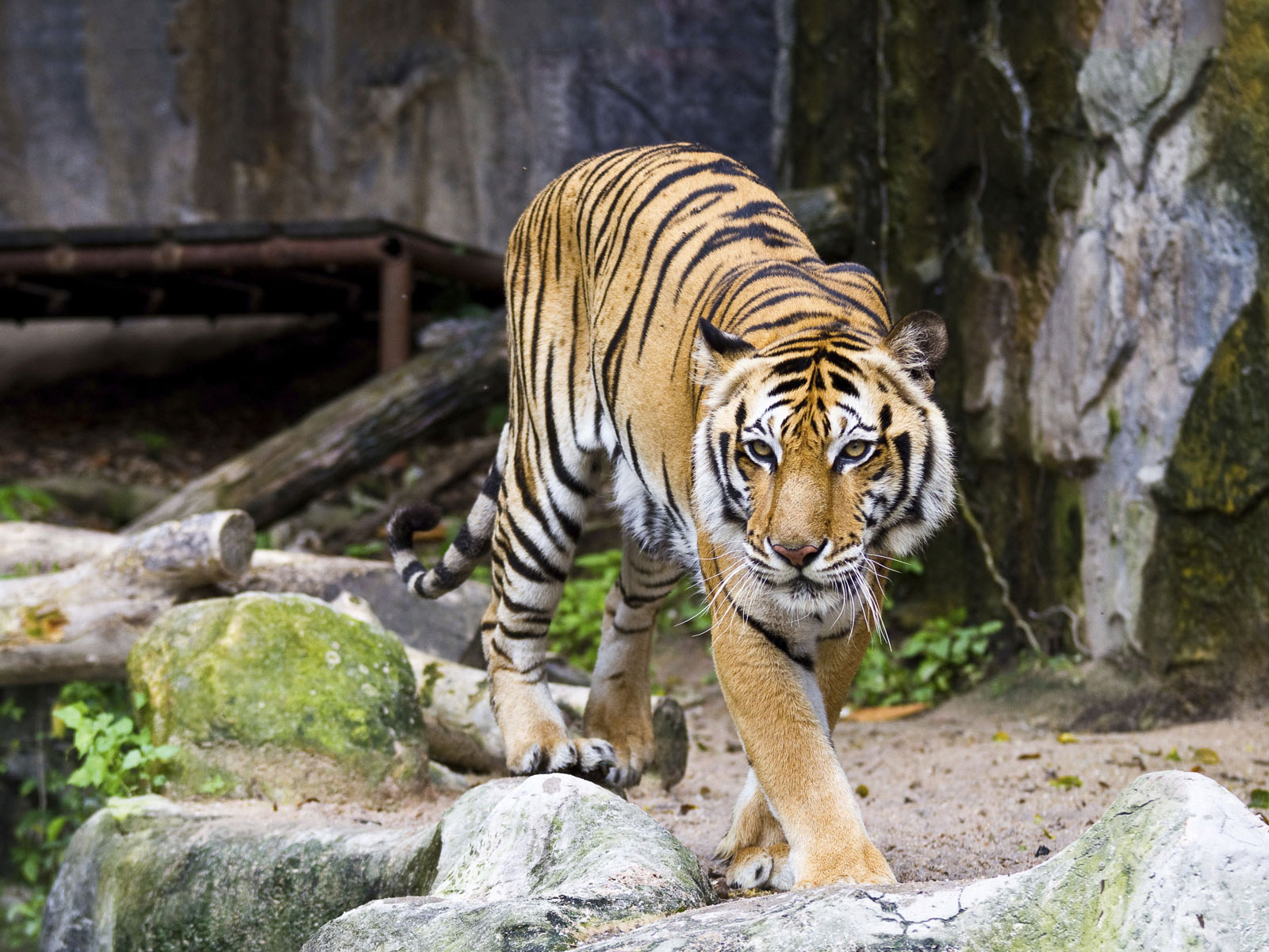 Detroit Zoo Animal Exhibits, Tours and Safari Camps